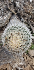 Coryphantha potosiana