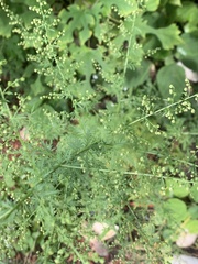 Artemisia annua