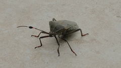 Pachylis laticornis