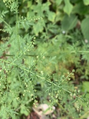 Artemisia annua