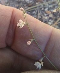 Eriogonum apiculatum