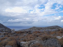 Sarcopoterium spinosum