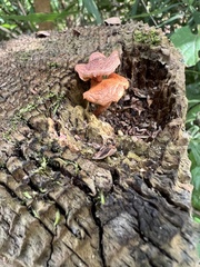 Rhodotus palmatus