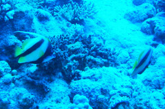 Heniochus intermedius