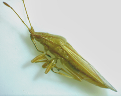 Cymodema breviceps