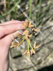 Schoenoplectus acutus