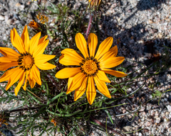 Gazania pectinata