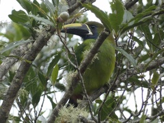 Aulacorhynchus prasinus