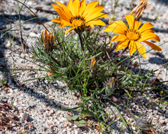 Gazania pectinata