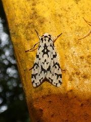 Eucereon tigrata