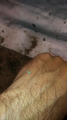 Xyphon reticulatum