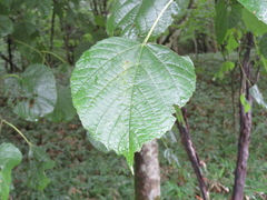 Tilia japonica