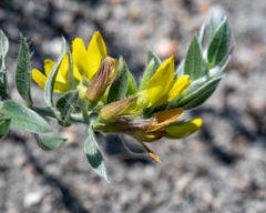 Xiphotheca lanceolata