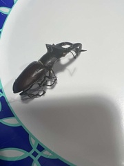 Lucanus