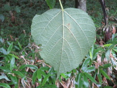 Tilia japonica