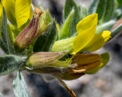 Xiphotheca lanceolata