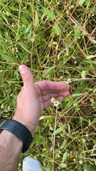 Persicaria sagittata