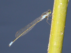 Pseudagrion deningi