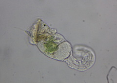 Rotifera