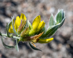 Xiphotheca lanceolata