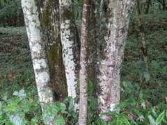 Tilia japonica