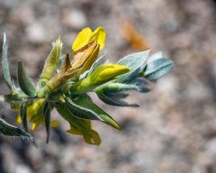 Xiphotheca lanceolata