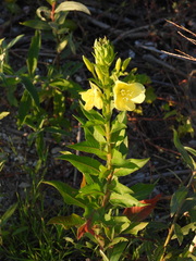 Oenothera stucchii