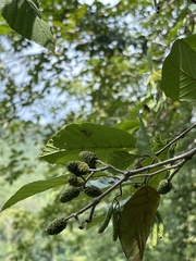 Alnus serrulata
