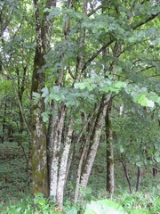 Tilia japonica