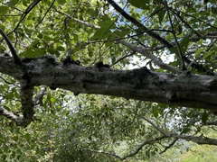 Alnus serrulata
