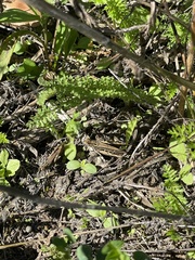 Chorthippus biguttulus