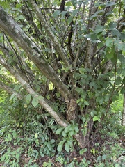 Alnus serrulata