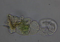 Rotifera