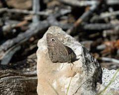 Cercyonis oetus