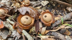 Geastrum triplex