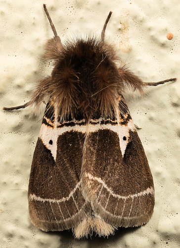 Photo of Lederhosen Moth (Morasa modesta)