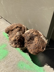 Ganoderma polychromum