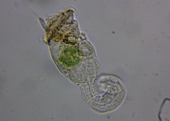 Rotifera