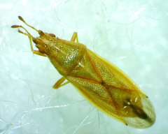 Cymodema breviceps