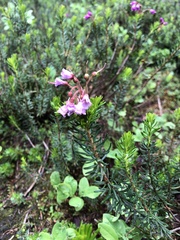 Phyllodoce empetriformis