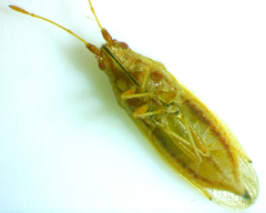 Cymodema breviceps