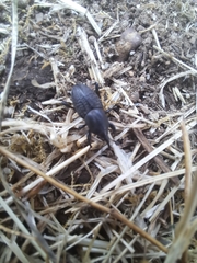 Sphenophorus cicatristriatus
