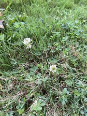 Trifolium repens