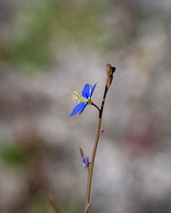 Heliophila digitata