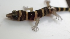 Sphaerodactylus nigropunctatus strategus