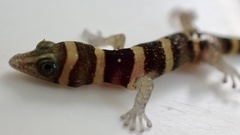 Sphaerodactylus nigropunctatus strategus