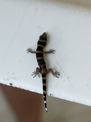 Sphaerodactylus nigropunctatus strategus