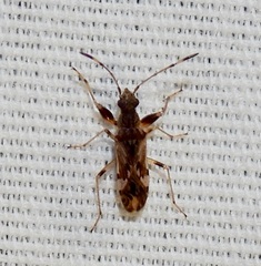 Neopamera albocincta