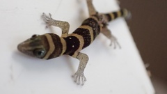 Sphaerodactylus nigropunctatus strategus