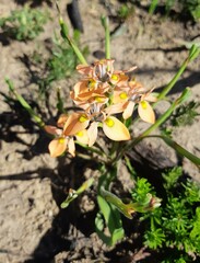 Moraea papilionacea
